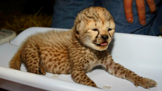 Tiny Cheetah Cubs Would Prefer Napping to Getting Weighed